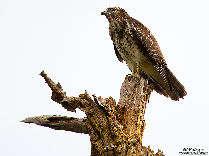lake_apopka_redshouldered_hawk_161015_3