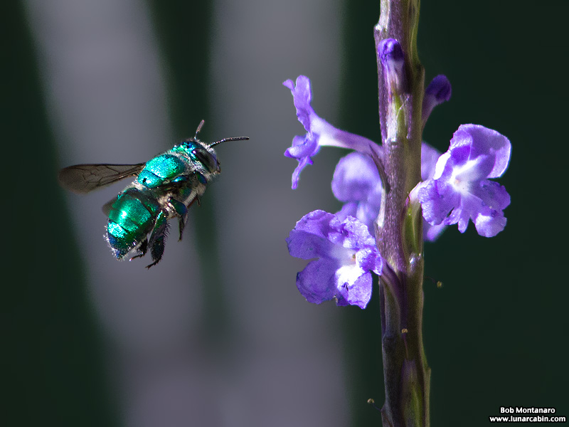 metallic_bee_170117_1