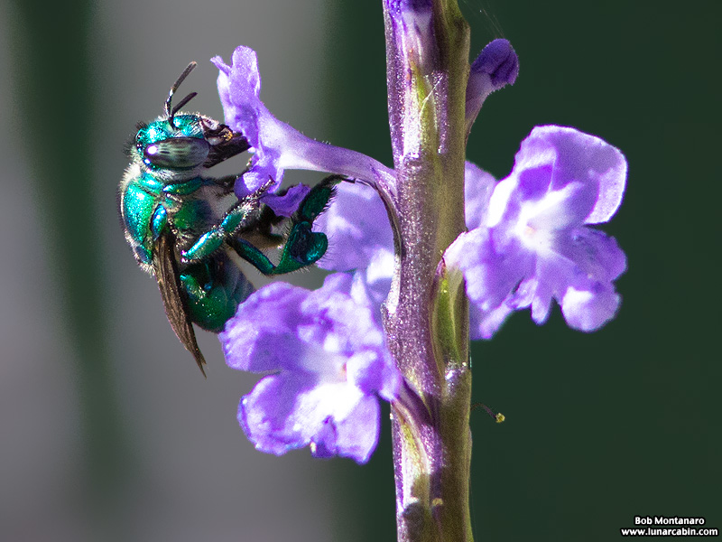 metallic_bee_170117_2