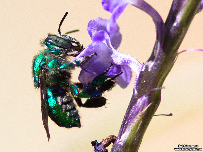 metallic_bee_170117_3