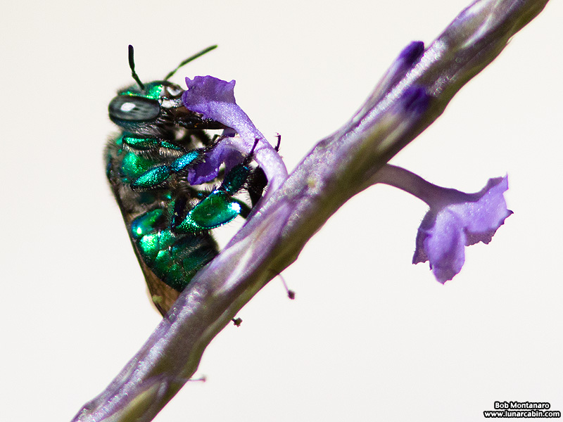 metallic_bee_170117_5