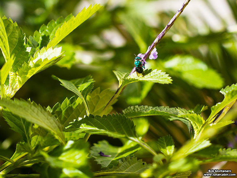 metallic_bee_170117_6